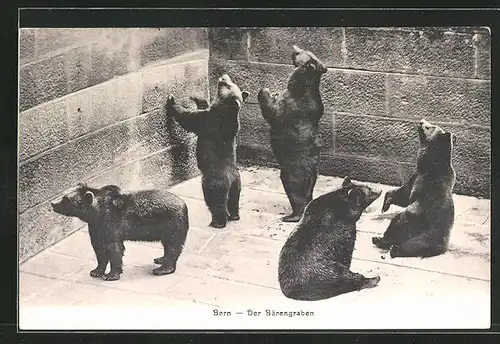 AK Bern, Blick in den Bärengraben