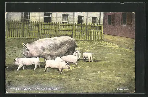 AK Schwein mit Ferkeln