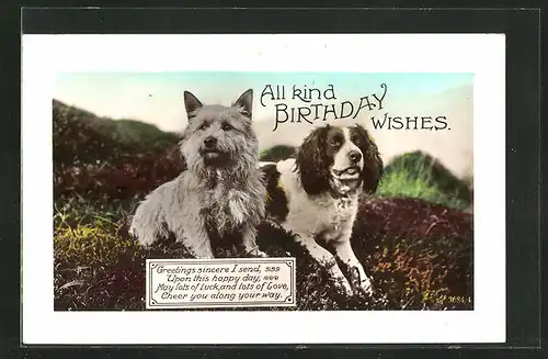 Präge-AK Terrier und Spaniel sitzen auf einer Wiese, Geburtstagsgruss