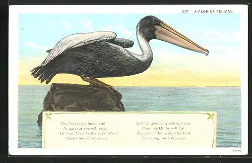 AK A Florida Pelican, Pelikan sitzt auf einem Felsen