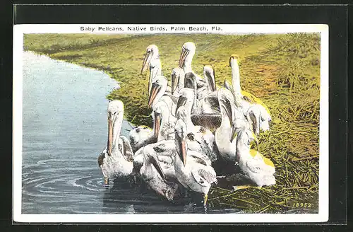 AK Palm Beach, Fla., Baby Pelicans, Native Birds