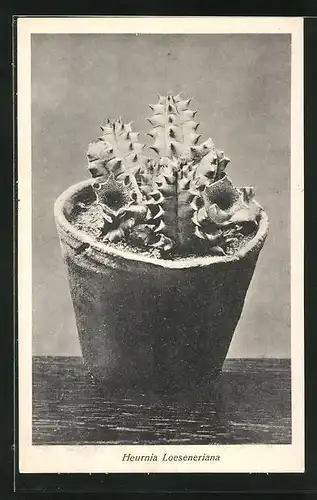 AK Kaktus Heurnia Loeseneriana in Topf