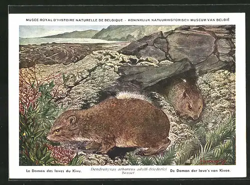 Künstler-AK Dendrohyrax arboreus adolfi-friederici (Brauer), Steppenwald-Baumschliefer