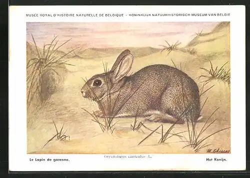Künstler-AK Kaninchen in den Dünen
