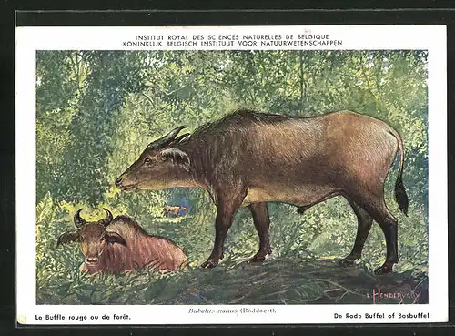Künstler-AK Bubalus nanus, Rotbüffel im dichten Wald