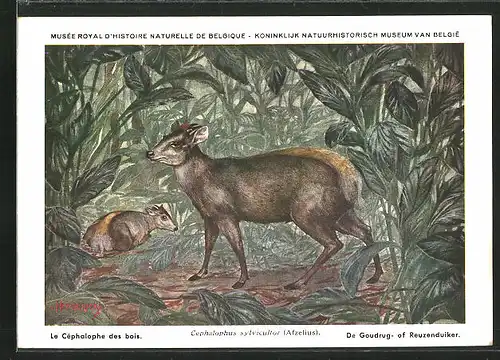 Künstler-AK Cephalophus sylvicultor, Gelbrückenducker im Urwald