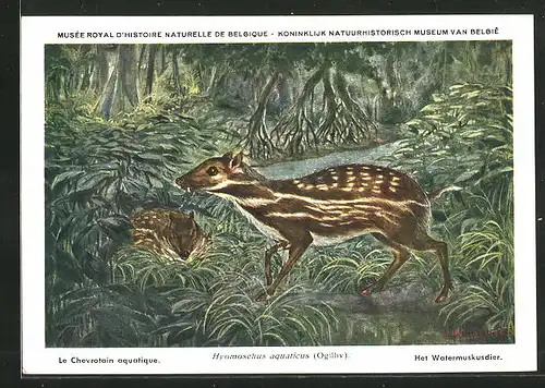 AK Hyomoschus aquaticus, Afrikanisches Hirschferkel