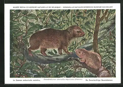 Künstler-AK Dendrohyrax doesalis nigricans, Regenwald-Baumschliefer