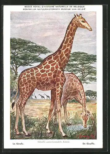 Künstler-AK Giraffa camelopardalis, Giraffen am Wasserloch