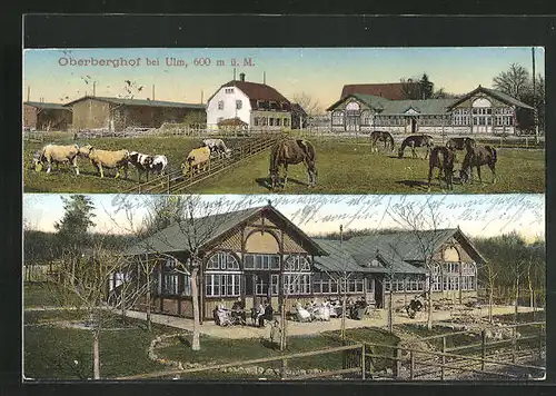 AK Oberberghof bei Ulm, Gut Oberberghof mit Tieren, Pferde