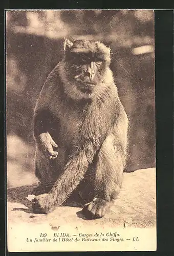 AK Blida, Georges de la Chiffa, Un familier de l`Hôtel du Ruisseau des Singes