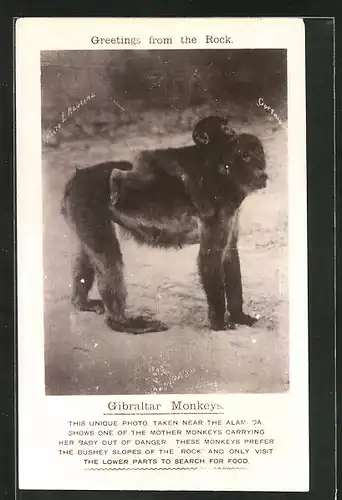 AK Gibraltar Monkeys, Affenmutter & Affenjunges