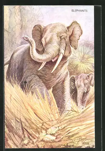 AK Elephants, Elefanten in der Savanne