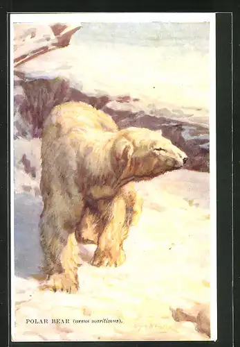 AK Polar Bear, Ursus maritimus, Eisbär im Schnee