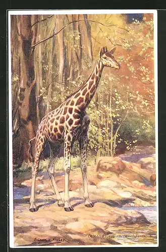 AK Giraffe in der Savanne, Giraffe camelopardalis