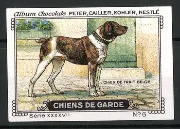 Reklamemarke Chocolats Peter, Cailler, Kohler & Nestlé, Serie XXXXVII. No. 6, Chiens de Garde, Chien de Trait Belge