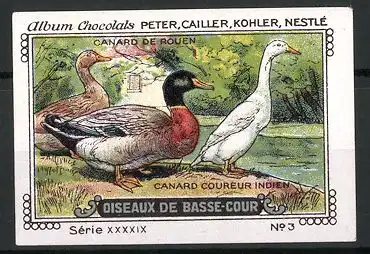 Reklamemarke Chocolats Peter, Cailler, Kohler & Nestlé, Serie XXXXIX, No 3, Diseaux de Basse-Cour, Canard Coureur Indien