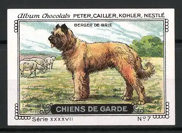 Reklamemarke Chocolats Peter, Cailler, Kohler & Nestlé, Serie XXXXVII, No. 7, Chiens de Garde, Berger de Brie