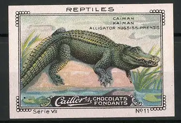 Reklamemarke Cailler's Chocolats Fondants, Serie VII, No. 11, Reptiles, Caiman, Alligator Nussissippiensis