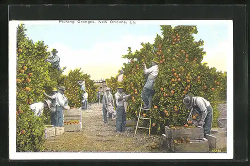 AK New Orleans, LA., Picking Oranges, Landwirtschaft, Orangenernte