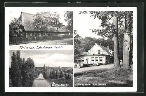 AK Walsrode /Lüneburger Heide, Waldgasthof Eckernworth, Museum, Wacholderweg