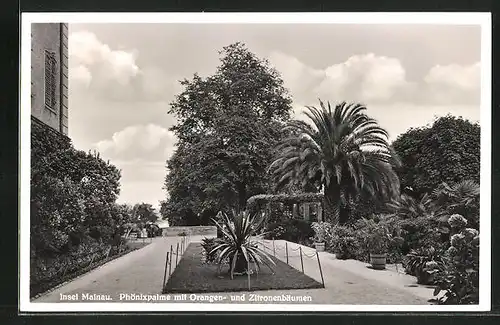 AK Insel Mainau, Phönixpalme mit Orangen- und Zitronenbäumen