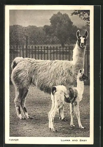 AK Llama und Baby auf der Weide