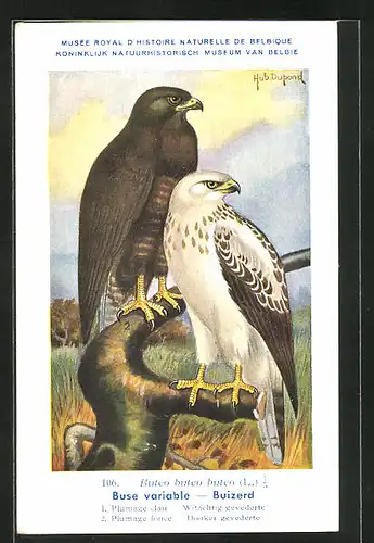 Künstler-AK Hubert Dupond: Buse variable, Buizerd, Vogel