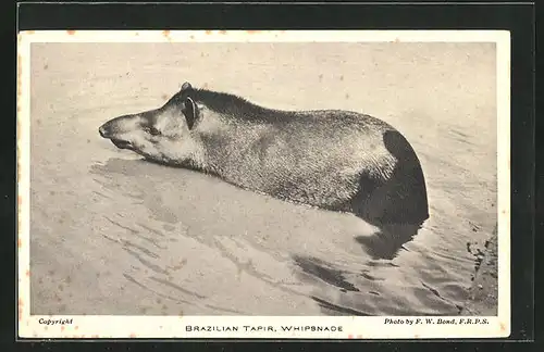 AK Brasilien, Whipsnade, ein Tapir badet im Fluss