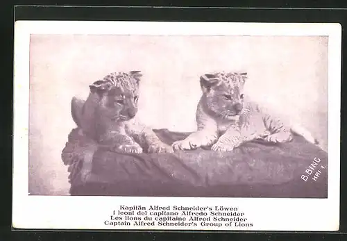 AK Zirkus, Löwenbabys des Kapitän Alfred Schneider