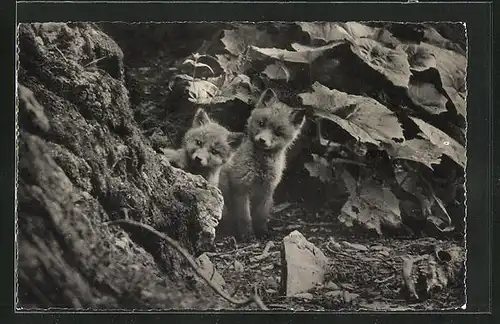 AK Fuchs, zwei kleine Tiere schauen aus dem Bau