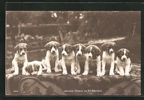 AK Bernhardiner, Jeunes Chiens du St. Bernard