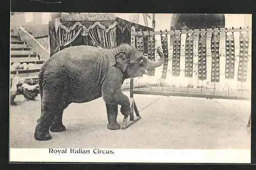 AK Zirkus, der Elefant zeigt sein Kunststück