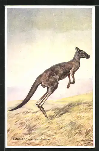 Künstler-AK Känguruh, im Sprung auf einer Wiese