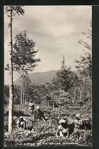 AK Sri Lanka, Tea Picking in the Ceylon Highlands