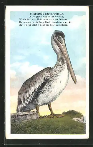 AK Pelican steht auf einem Hügel