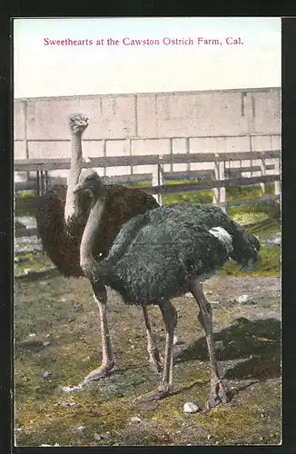 AK Sweethearts at the Cawston Ostrich Farm