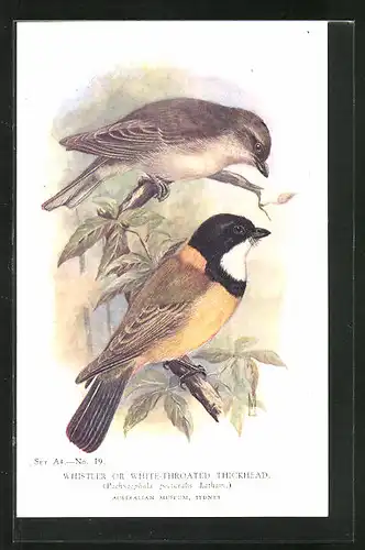 AK Whistler or White-Throated Thickhead, Vogel