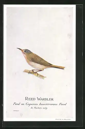 AK Reed Warbler, Vogel