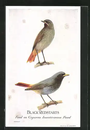 AK Black Redstarts, Feed on Caperns Insectivorous Food, Vogel