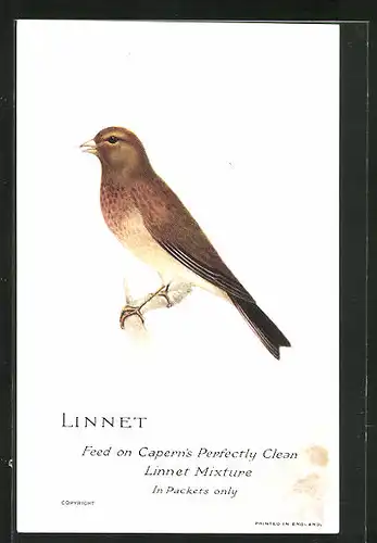 AK Linnet, Feed on Capern`s Perfectly Clean Linnet Mixtupe, In Packets only