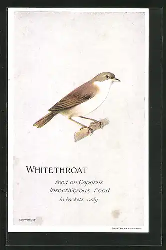 AK Whitethroat, Feed on Capern`s Insectivorous Food, Vogel