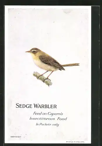 AK Sedge Warbler, Feed on Capern`s Insectivorous Food, Vogel