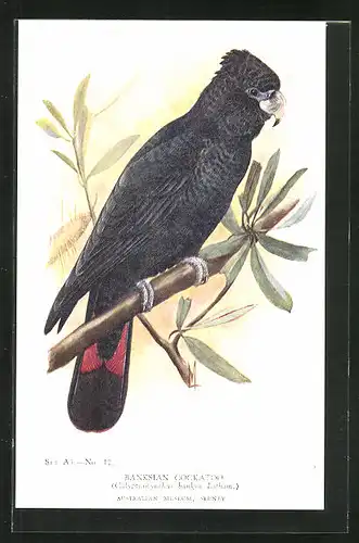 AK Banksian Cockatoo, Vogel