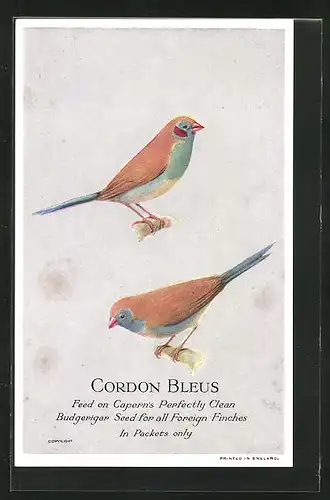 AK Cordon Bleus, Feed on Capern`s Perfectly Clean Budgerigar Seed for all Foreign Finches, Vogel