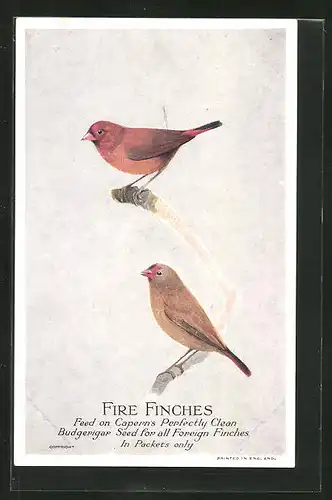 AK Fire Finches, Feed on Capern`s Perfectly Clean Budgerigar Seed for all Foreign Finches