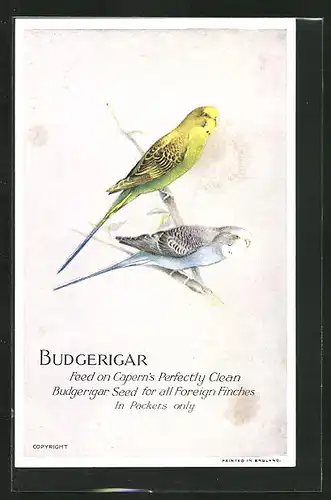 AK Budgerigar, Feed on Capern`s Perfectly Clean Budgerigar Seed for all Foreign Finches, Vogel