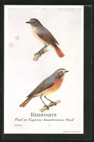 AK Redstarts, Feed on Capern`s Insectivorous Food, Vogel