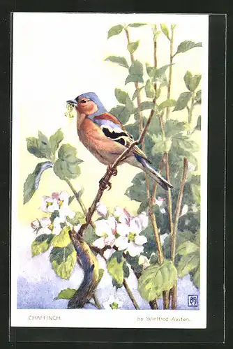 AK Chaffinch auf einem Ast, Vogel