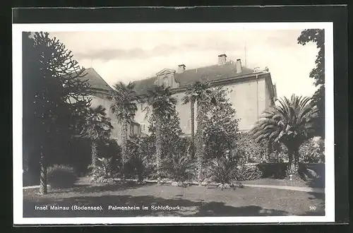 AK Mainau /Bodensee, Palmenheim im Schlosspark